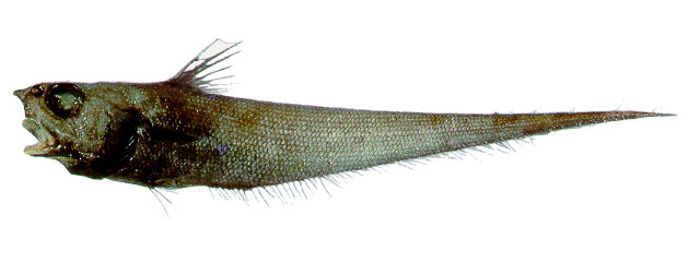 (Nezumia) Род НЕЗУМИИ 51 вид